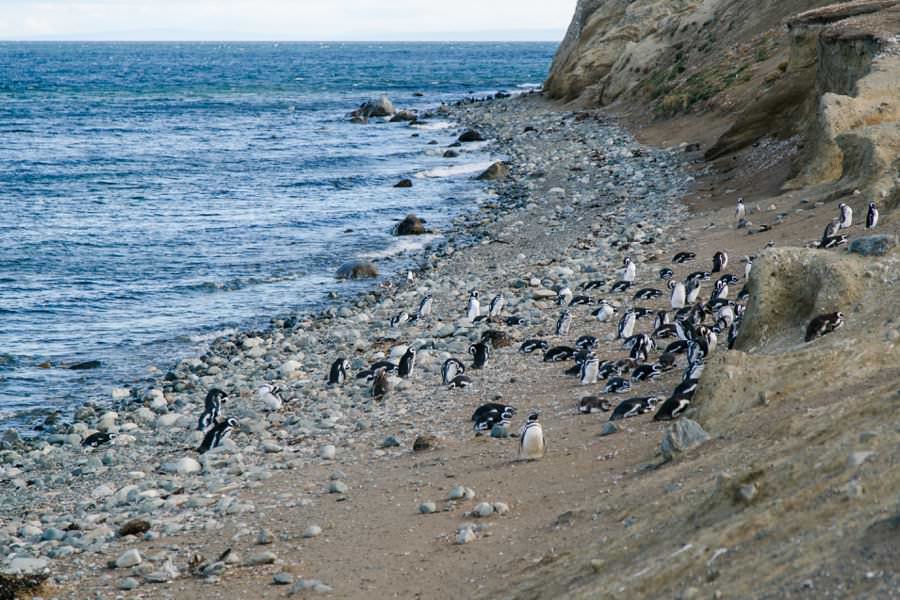 Isla Maddalena Pinguine | Roadtrip Chile und Argentinien | Patagonien Reise | Patagonien Bilder von Rolling Adventure