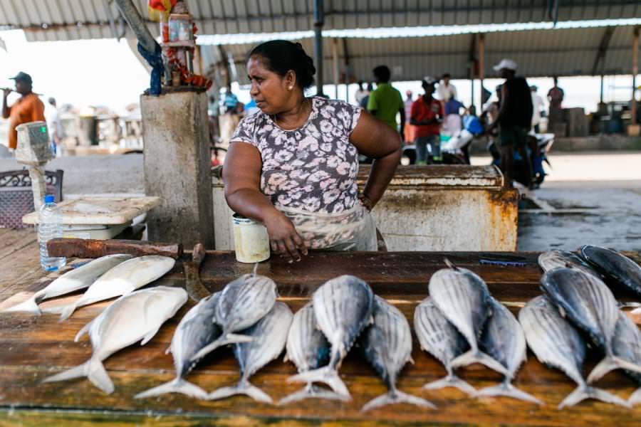 Sri Lanka Fischmarkt Negombo | Photo and Adventures