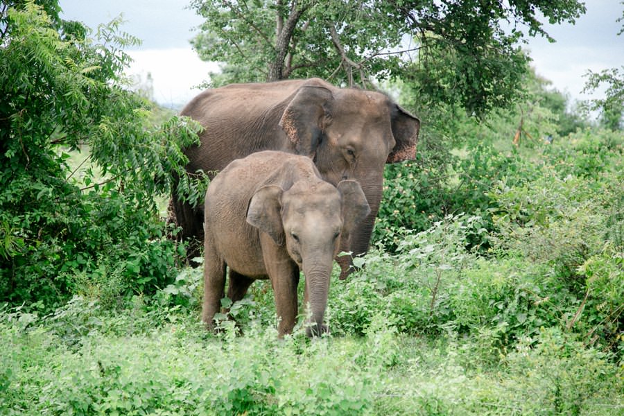 Safari Minneriya National Park Sri Lanka | Photo and Adventures